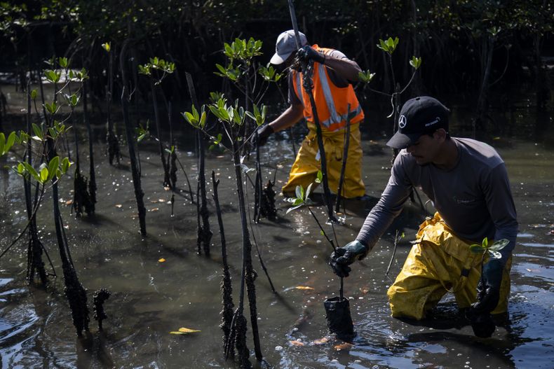 Trabajadores colocan plántulas en un bosque de manglar recuperado, que alguna vez fue parte de un vertedero de basura en Duque de Caxias, Brasil, el martes 25 de julio de 2023. (AP Foto/Bruna Prado)