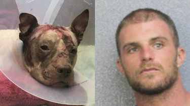 apunalo y abandono a un perro raza pitbull en hollywood siguiendo mandatos de religion africana