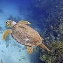 Esta foto proporcionada por Oceanic Soceity muestra una tortuga caguama bajo el agua en Belice en 2021. (Ben Hamilton/Sociedad Oceánica vía AP)