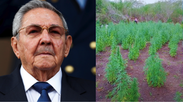 descubren sembrado ilegal de marihuana con mas de 1,200 plantas en bayamo, cuba