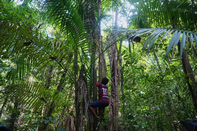 Riquelme trepa a una palmera de açaí en un quilombo, una comunidad afrodescendiente, llamado Menino Jesus en Acara, en Brasil, el martes 18 de noviembre de 2025. (AP Foto/Fernando Llano)