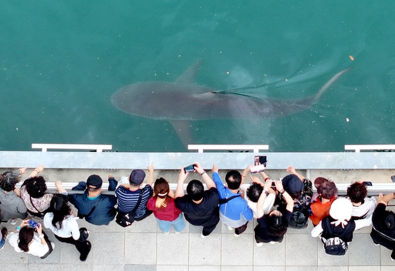 Gente reunida para ver un tiburón atrapado en el North Port Waterfront Park en Busán, Corea del Sur, el martes 29 de septiembre de 2026 (Son Hyung-joo/Yonhap via AP)