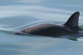 mexico: buscan enganchar redes para salvar a vaquita marina