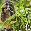 Coronavirus trastorna defensa mundial de especies en peligro