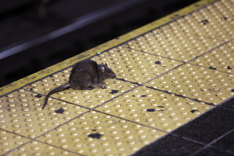 AMN-GEN NY-RATAS