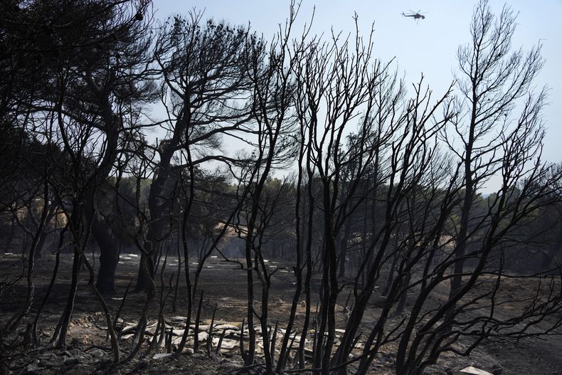 Un helicóptero sobrevuela un bosque quemado en el Monte Parnitha, en el noroeste de Atenas, Grecia, el 24 de agosto de 2023. (AP Foto/Thanassis Stavrakis)