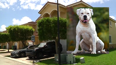 ingresados madre e hijo tras ser atacados por un perro american bulldog en kendall