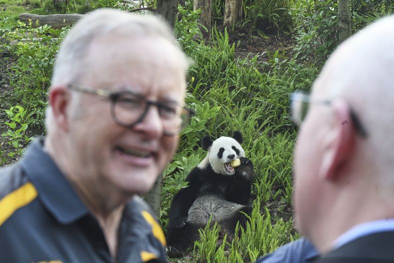 El primer ministro de Australia, Anthony Albanese, durante una visita a Fu Ni, un panda retirado del zoo de Adelaida, en un parque en Chengdu, China, el 17 de julio de 2025. (Lukas Coch/AAP Image vía AP)