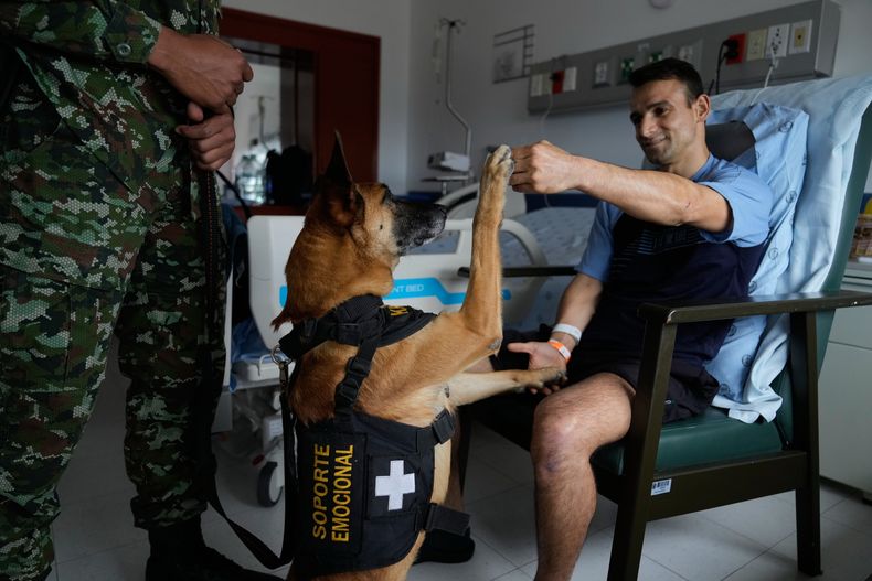 Kratos, el perro de apoyo emocional, saluda al sargento herido Jeisson Sánchez en el hospital militar de Bogotá, Colombia, el jueves 2 de octubre de 2025. (Foto AP/Fernando Vergara)