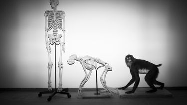 ARCHIVO - Esqueletos de un humano y un mono en el Museo de Historia Natural Steinhardt, en Tel Aviv, Israel, el lunes 19 de febrero de 2018. (AP Foto/Oded Balilty, Archivo)