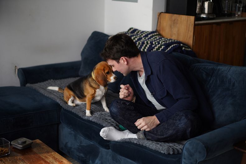 Matt Walker se sienta en casa con Bailey, su beagle hipoalergénico por edición genética, en Nueva York, el 4 de agosto de 2026. (AP Foto/Mary Conlon)