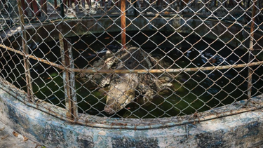 alerta en caibarien: se escapa un cocodrilo del zoologico y autoridades piden extrema precaucion