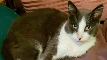 historia de un gato infiel: durante 7 anos, mayo engano a dos familias