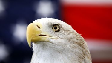 Tío Sam, un águila calva de 25 años, frente a una bandera de EEUU antes del Extreme Raptors Show (un espectáculo de aves rapaces) en terrenos del Coliseo del Condado Ector en Odessa, Texas, el miércoles 11 de septiembre de 2013. (Edyta Blaszczyk/Odessa American vía AP)