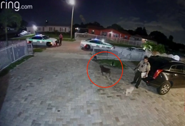 Policía de Miami mata a cachorro de ocho meses con siete disparos