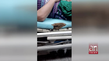 video muestra gusanos en la camilla del hospital calixto garcia en la habana