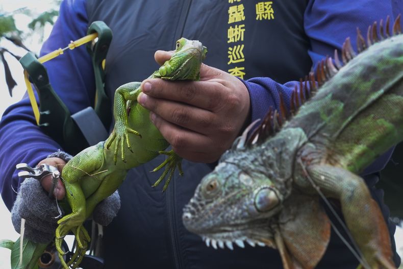 Unas iguanas en el condado Pingtung de Taiwán el 21 de enero del 2025. (AP foto/Wu Taijing)