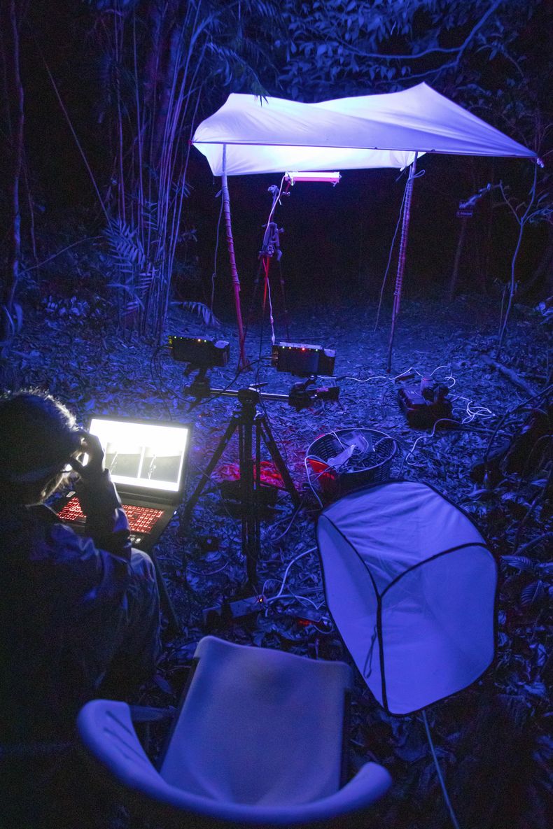 Esta foto de 2022, proporcionada por Samuel Timothy Fabian, muestra los experimentos sobre el efecto de las luces artificiales en los insectos voladores silvestres en el sitio de campo de Monteverde, Costa Rica. (Samuel Timothy Fabian vía AP)