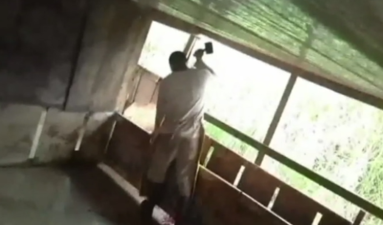 MATEADERO ILEGAL.png