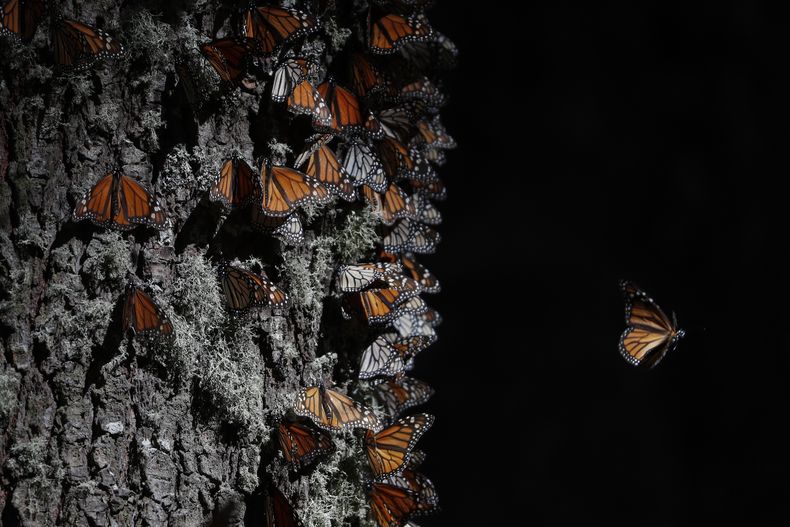 AMN-GEN MEXICO-MARIPOSAS MONARCA
