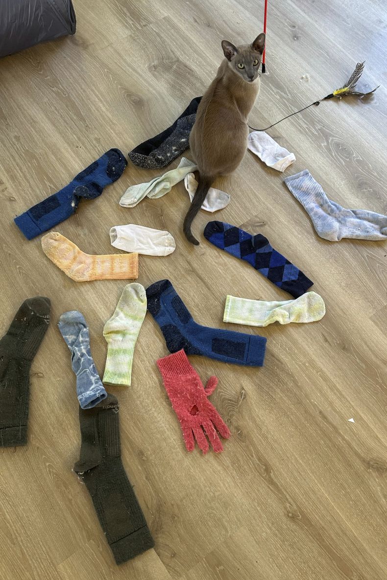 En esta fotografía proporcionada por Helen Nort, el gato Leo posa con las prendas de ropa que robó en su casa de Auckland, Nueva Zelanda, el 25 de septiembre de 2024. (Helen North vía AP)