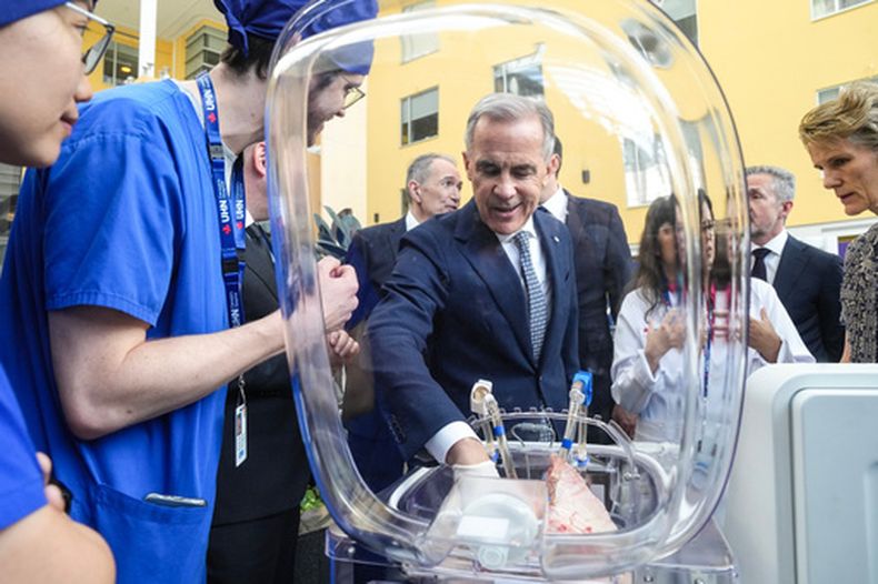 El primer ministro canadiense, Mark Carney, inspecciona pulmones de cerdo durante una demostración de IA en su visita al Hospital General de Toronto, el jueves 4 de junio de 2026. (Chris Young /The Canadian Press vía AP)