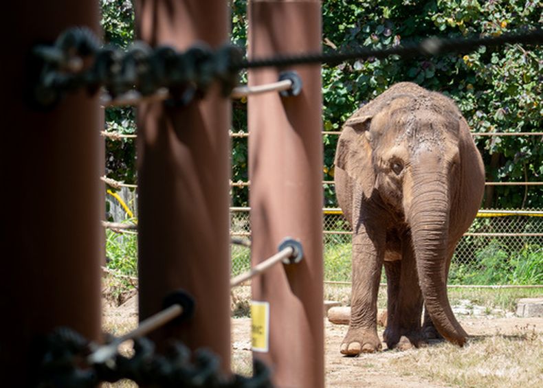 Un elefante asiático camina por un recinto en el zoológico de Honolulu, el lunes 15 de junio de 2026, en Honolulu. (Craig Fujii/Civil Beat/2026)