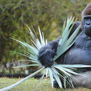 Muere gorila más veterano del Zoológico de Miami