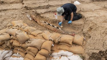 Descubren en Israel un colmillo de elefante prehistórico