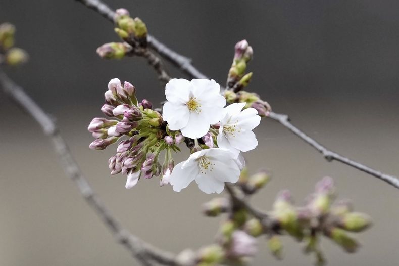 El cerezo en flor Somei Yoshino se ve en el santuario Yasukuni en Tokio, el lunes 24 de marzo de 2025. (Kyodo foto via AP)