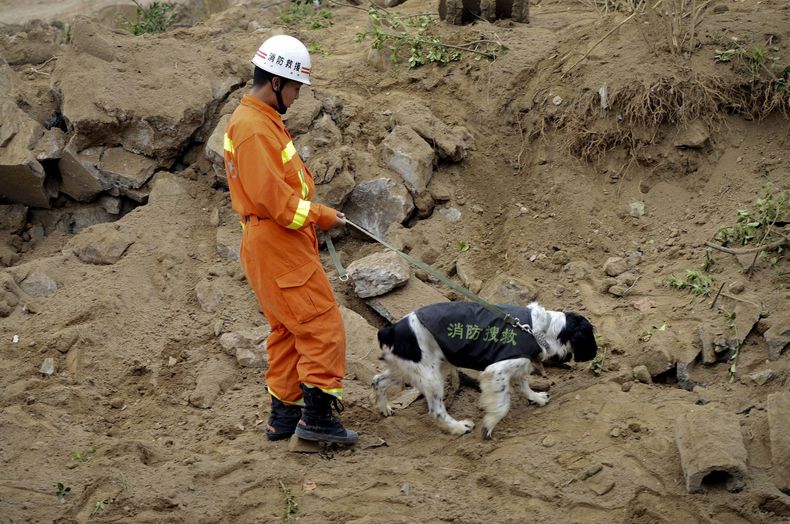 Un socorrista acompa&ntilde;a a un perro rastreador en busca de sobrevivientes de una explosi&oacute;n tras la ruptura de un oleoducto en la ciudad portuaria de Qingdao del este de China, el s&aacute;bado 23 de noviembre de 2013. Los rescatistas informaro