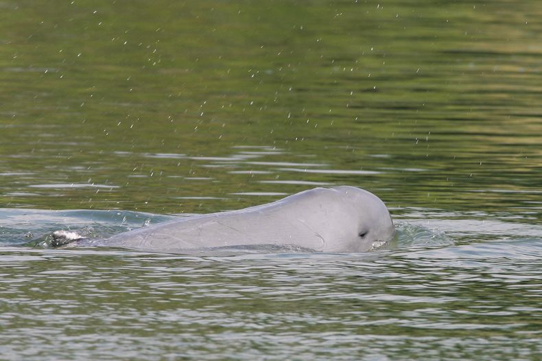 ASI-GEN CAMBOYA-DELFINES