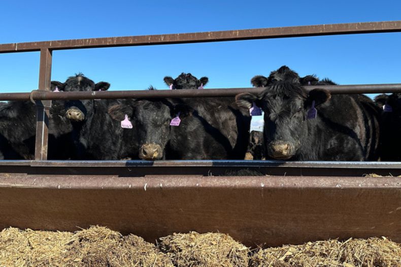 ARCHIVO - Reses en el rancho Diamond J Angus, el 31 de marzo de 2026, cerca de Mandan, Dakota del Norte. (AP Foto/Jack Dura/Archivo)