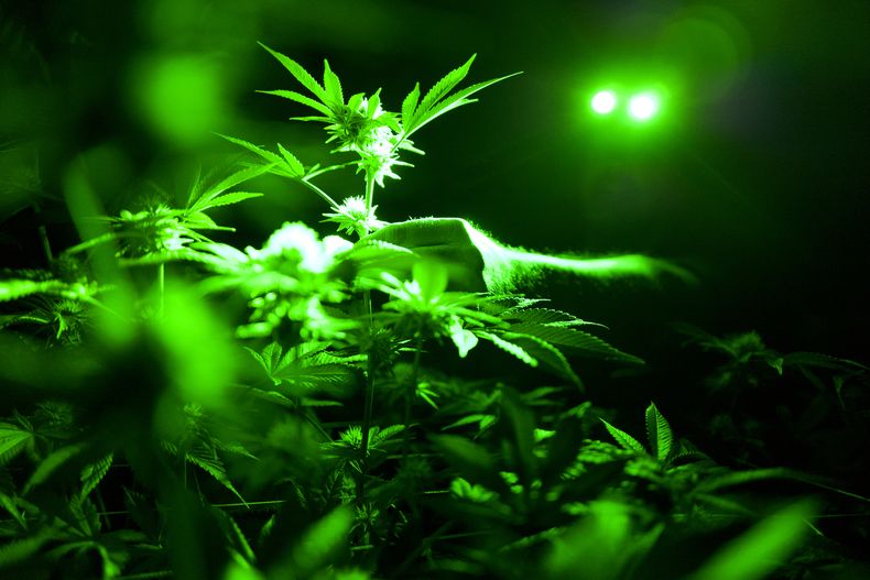 AMN-CIE_MARIHUANA_ANCESTRAL-0.jpg