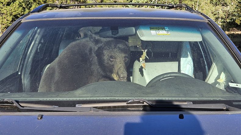 Un oso se ve sentado en un auto tras quedar atrapado dentro el domingo 19 de julio de 2026 en Gold Hill, Colorado, EEUU. (Patrick Sullivan via AP)