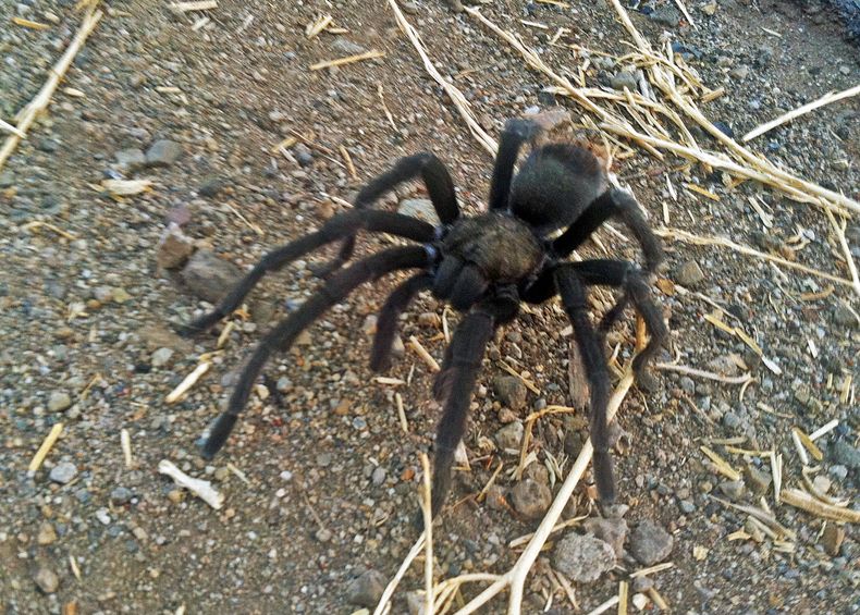 AMN-GEN_TARANTULAS-APAREAMIENTO-0.jpg