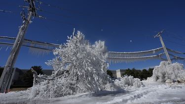 Hielo provocado por una fuga de agua y temperaturas heladas cubre vegetación y postes eléctricos el jueves 20 de febrero de 2025, en Carrolton, Texas. (AP Foto/LM Otero)