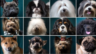 dalmatas, chihuahuas, galgos... la razon por la que hay tantas razas de perros en el planeta