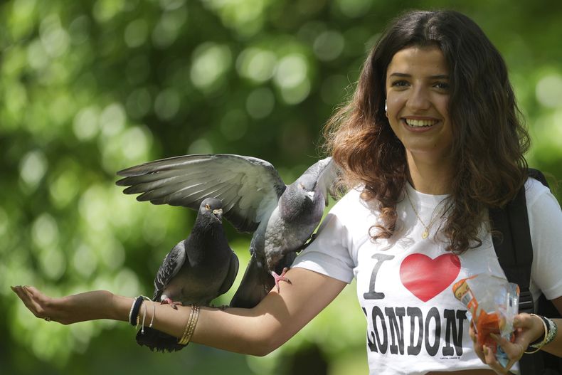 Una mujer alimenta a un pichón durante un día soleado en un parque de Londres, el miércoles 30 de abril de 2025. (AP Foto/Kin Cheung)