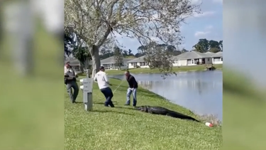 un caiman mata a una mujer de 85 anos que paseaba a su perro en florida