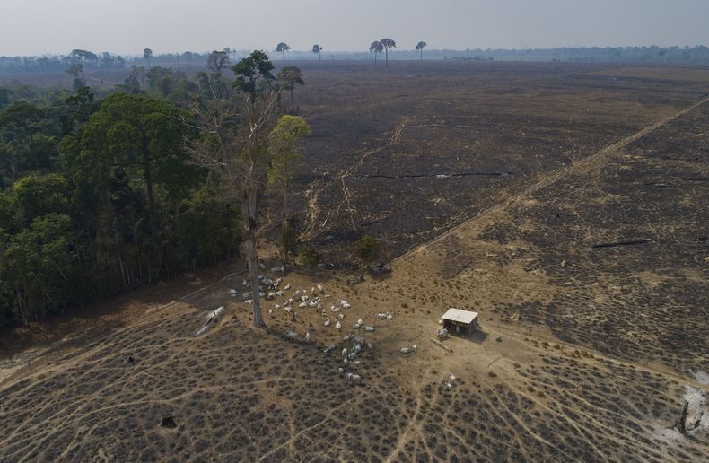 ARCHIVO - En esta fotografía de archivo del 23 de agosto de 2020, ganado pasta sobre tierras quemadas y deforestadas recientemente por ganaderos cerca de Novo Progresso, estado Pará, Brasil. (AP Foto/André Penner, archivo)