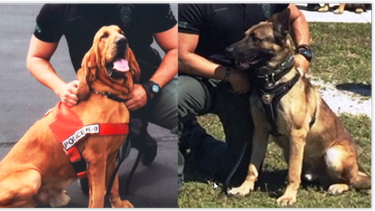 encuentran muertos dos perros de la policia de hialeah