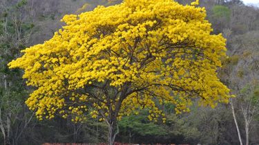 imputaran a venezolano por cortar un arbol patrimonio nacional