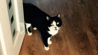 Marbles, el gato hermafrodita al que le gustan los machos y hembras