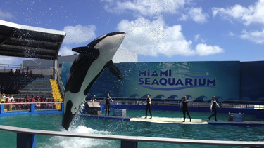comision de miami dade designa nueva compania para que maneje el miami seaquarium