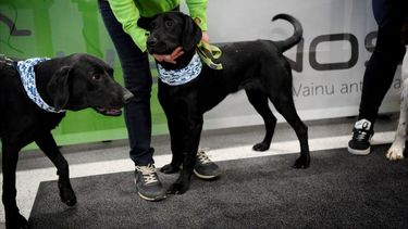 una universidad de florida entrena perros para detectar el covid-19