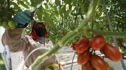 Un trabajador poda plantas de tomate en un invernadero en la granja Veggie Prime, que exporta a Estados Unidos, en Ajuchitlán, México, el miércoles 23 de julio de 2025. (AP Foto/Marco Ugarte)