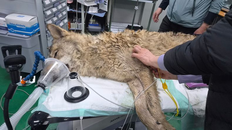 En esta imagen, distribuida por la municipalía de Daejeon, un veterinario examina el estado de un lobo, llamado Neukgu, en el partque temático Daejeon O-World, en Daejeon, Corea del Sur, el 17 de abril de 2026. (Municipalía de Daejeon vía AP)
