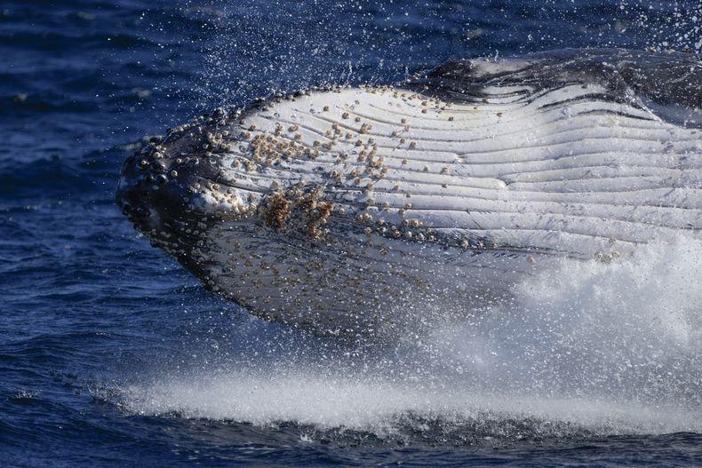 AMN-CIE BALLENAS JOROBADAS-CANTO