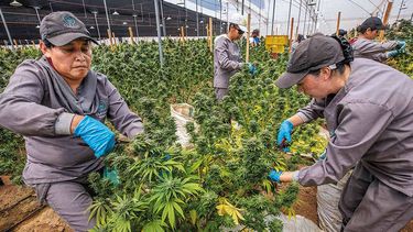 ha cambiando el rostro de la industria del cannabis en eeuu